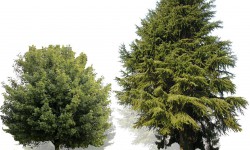 HEALING GARDEN: PARCO DELLA PACE