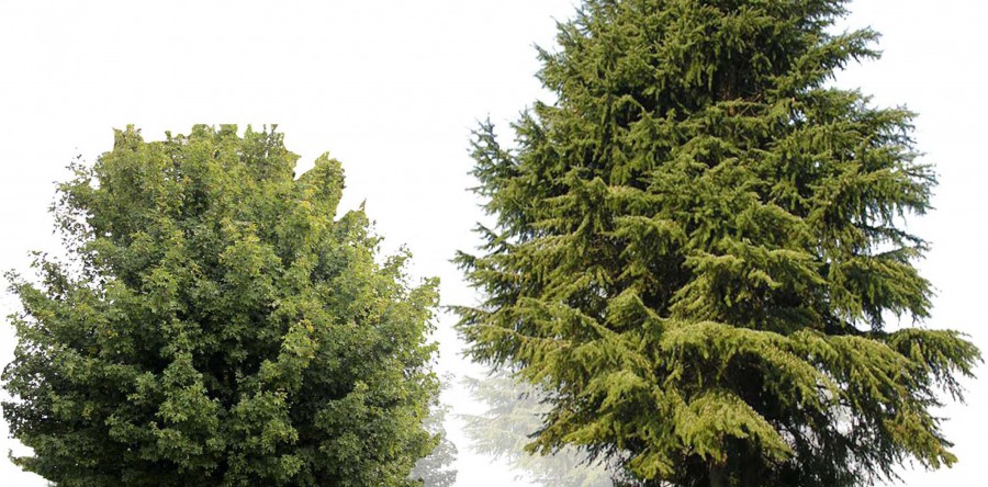 HEALING GARDEN: PARCO DELLA PACE