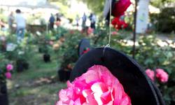 LE ROSE, I PICCOLI E IL BOSCO