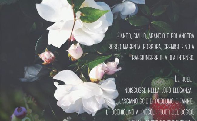 Le rose i piccoli e il bosco_ monica botta e vivaio veimaro 2