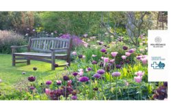 Pillole di natura ai tempi della pandemia – novembre/dicembre