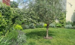 GIARDINO PRIVATO mediterraneo